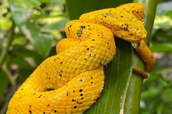 Sloths and Waterfalls: Rainforest Wildlife & Cultural Experience in Costa Rica photo 3