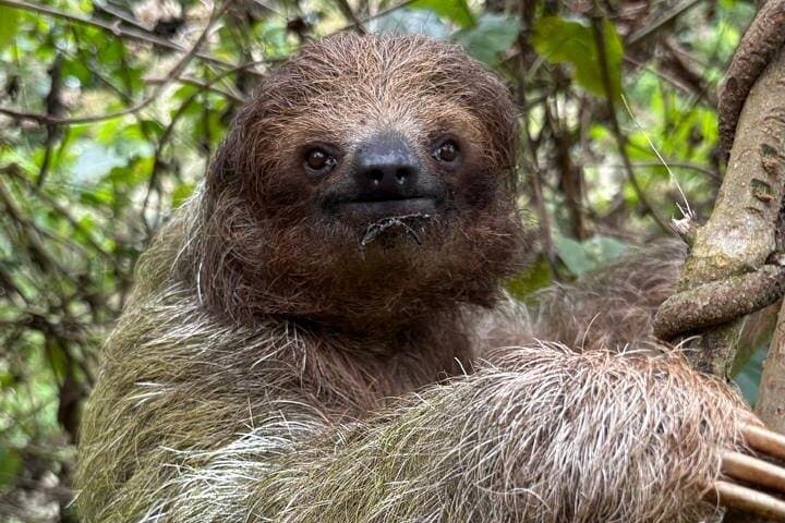Sloths and Waterfalls: Rainforest Wildlife & Cultural Experience in Costa Rica photo 2