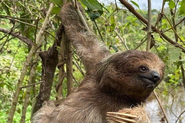 Sloths and Waterfalls: Rainforest Wildlife & Cultural Experience in Costa Rica photo 1