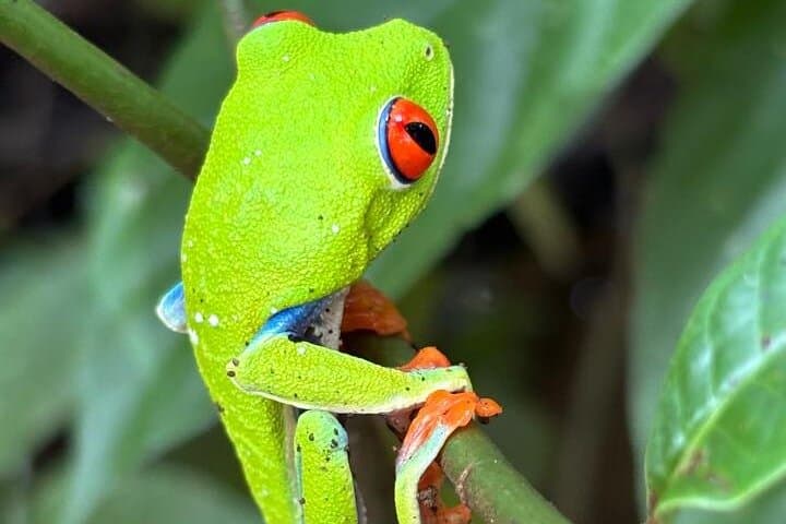 Sloths and Waterfalls: Rainforest Wildlife & Cultural Experience in Costa Rica photo 4