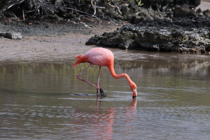 10-Day Galapagos Island Hopping: Full Galapagos Explorer Itinerary photo 2