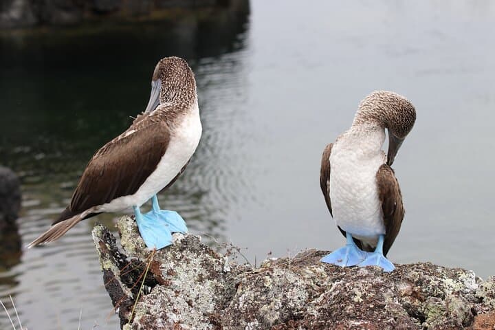 10-Day Galapagos Island Hopping: Full Galapagos Explorer Itinerary photo 4