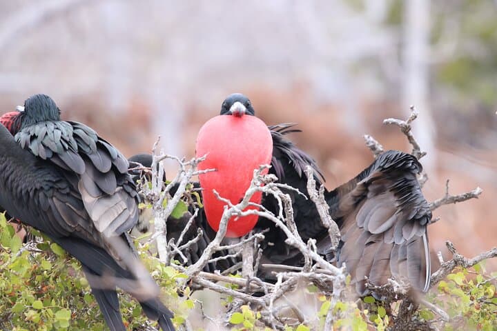 10-Day Galapagos Island Hopping: Full Galapagos Explorer Itinerary photo 6