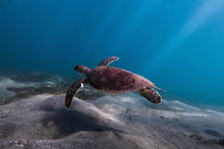 Snorkeling with Green Sea Turtles at Escamron Beach, San Juan photo 2