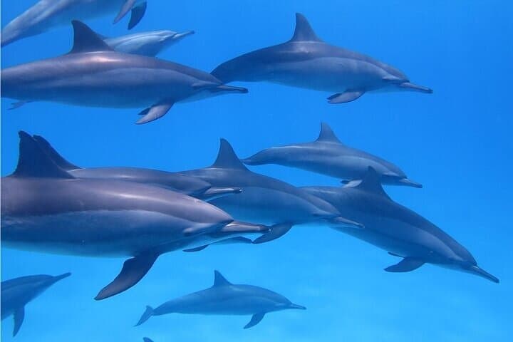 Swim with Wild Dolphins in Huatulco: Responsible Encounters in Bahías de Huatulco