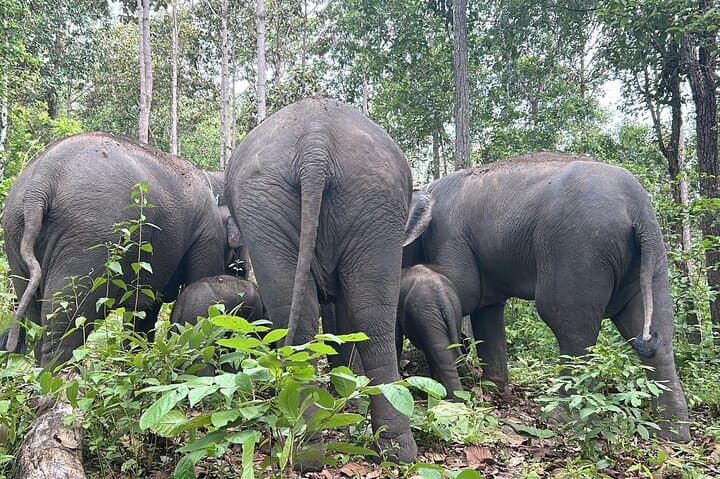 Half-Day Doi Inthanon Elephant Sanctuary Tour from Chiang Mai