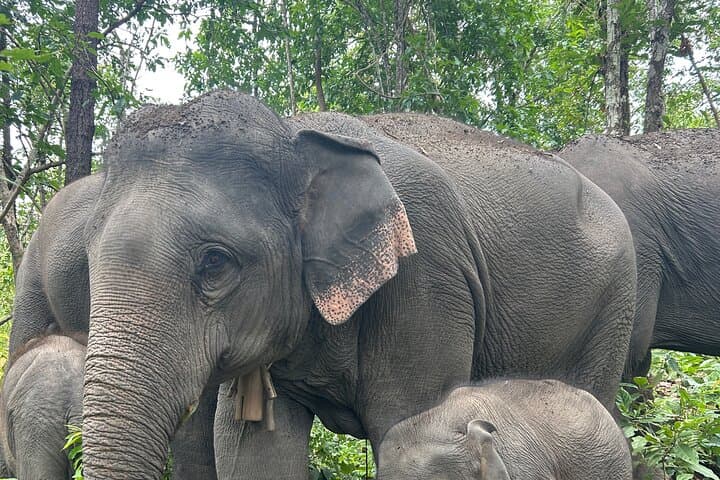Half-Day Doi Inthanon Elephant Sanctuary Tour from Chiang Mai photo 3