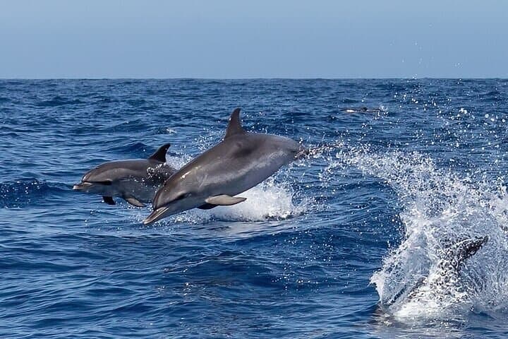 Huatulco Marine Mammal Watching and Snorkeling Tour