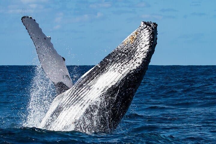 Huatulco Marine Mammal Watching and Snorkeling Tour photo 4