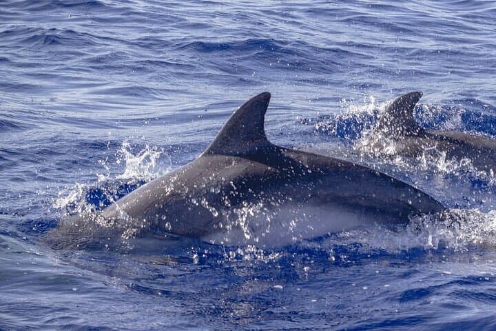 Huatulco Marine Mammal Watching and Snorkeling Tour photo 6