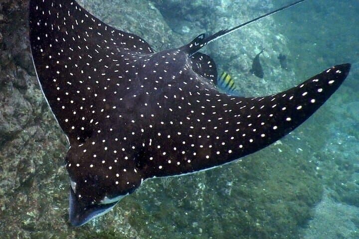Huatulco Marine Mammal Watching and Snorkeling Tour photo 5