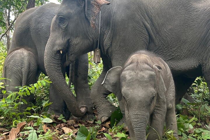 Half-Day Doi Inthanon Elephant Sanctuary Tour from Chiang Mai photo 6