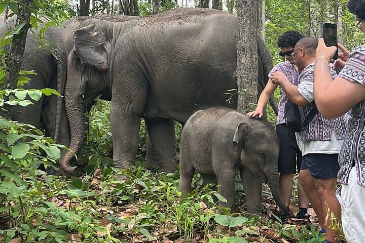 Chiang Mai Day Trip: Ethical Elephant Sanctuary, Mae Saphok Waterfall & Bamboo Rafting