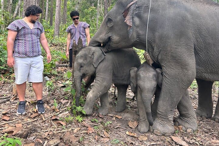 Chiang Mai Day Trip: Ethical Elephant Sanctuary, Mae Saphok Waterfall & Bamboo Rafting photo 2