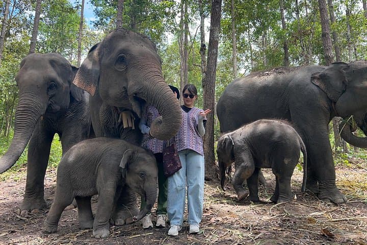 Doi Inthanon Ethical Elephant Sanctuary, King & Queen Pagodas & Waterfalls — Full-Day from Chiang Mai photo 4