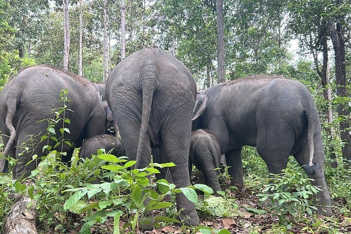 Doi Inthanon Ethical Elephant Sanctuary, King & Queen Pagodas & Waterfalls — Full-Day from Chiang Mai