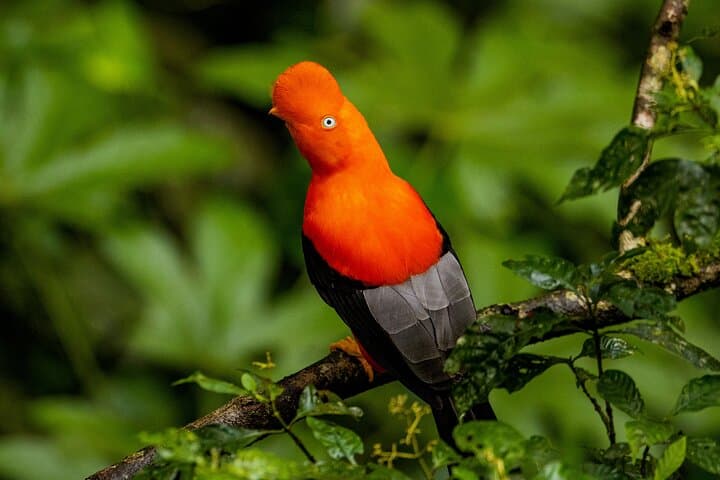 Manu National Park 4-Day Jungle Lodge Adventure from Cusco