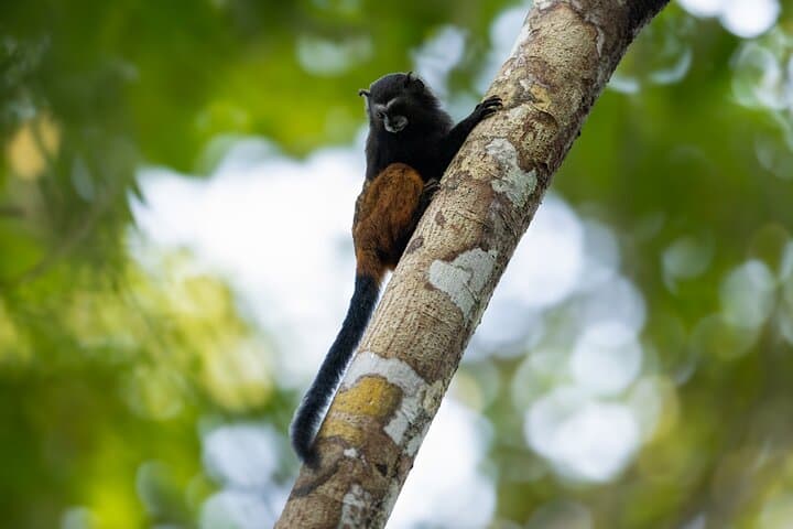 Manu National Park 4-Day Jungle Lodge Adventure from Cusco photo 2