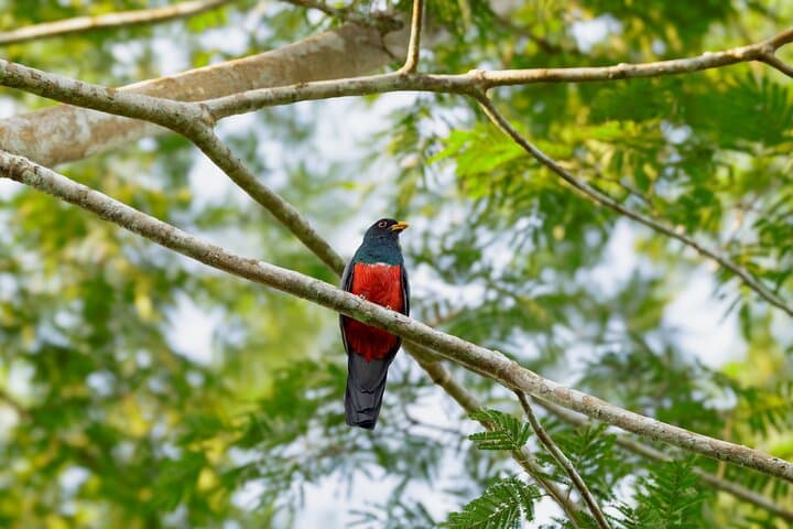 Manu National Park 4-Day Jungle Lodge Adventure from Cusco photo 3
