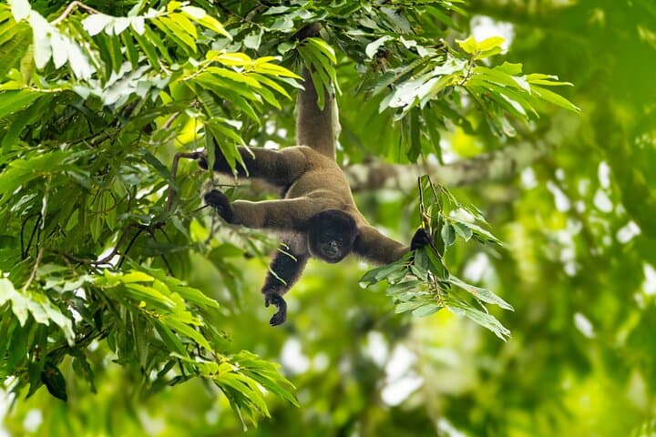 Manu National Park 4-Day Jungle Lodge Adventure from Cusco photo 4