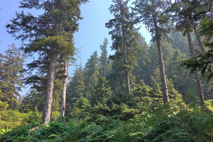 Exploring Oregon’s Untamed Northern Coast: A Private Tour from Portland photo 3
