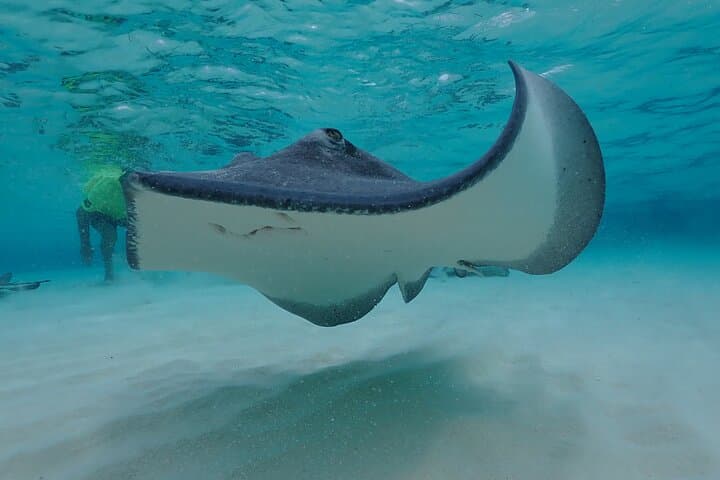 Stingray City Snorkel Tour Grand Cayman: Sandbar, Coral Gardens & Starfish photo 4