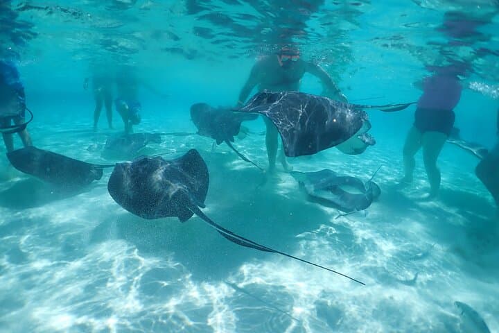 Stingray City Snorkel Tour Grand Cayman: Sandbar, Coral Gardens & Starfish