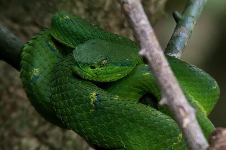 Curi-Cancha Cloud Forest Guided Walk — Monteverde Birding & Wildlife Tour photo 6
