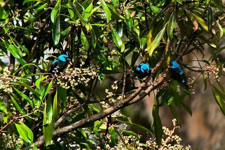 Curi-Cancha Cloud Forest Guided Walk — Monteverde Birding & Wildlife Tour photo 4