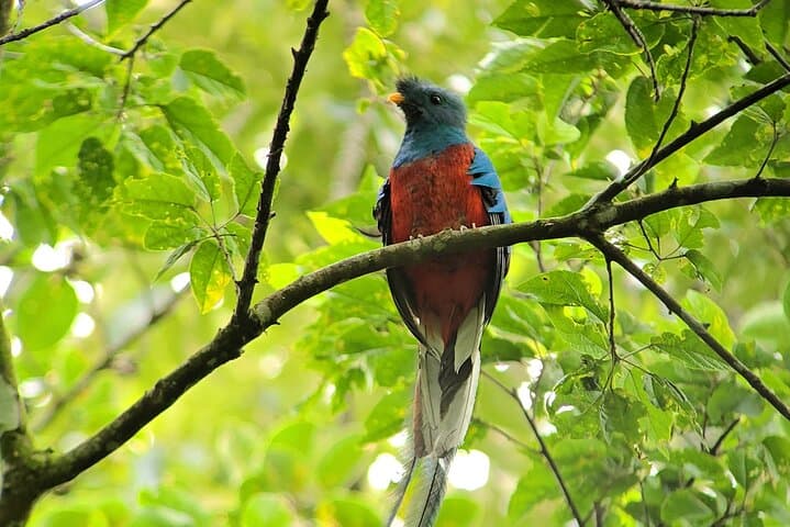 Curi-Cancha Cloud Forest Guided Walk — Monteverde Birding & Wildlife Tour photo 3