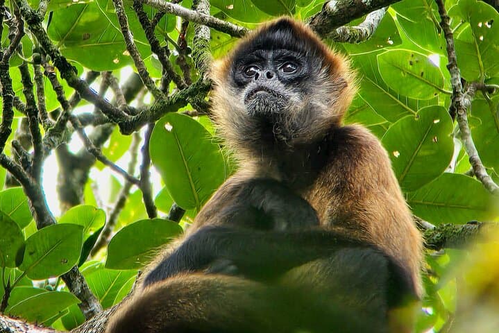 Curi-Cancha Cloud Forest Guided Walk — Monteverde Birding & Wildlife Tour photo 2