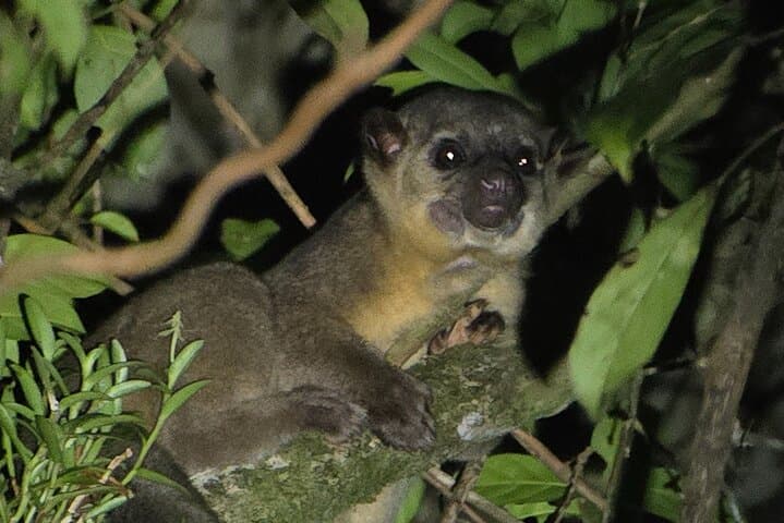 Monteverde Night Forest Walk: See Nocturnal Wildlife on a Guided Night Tour photo 1