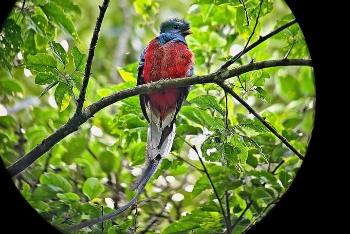 Monteverde Cloud Forest Small-Group Guided Hike — Mist, Birds & Epiphytes photo 2