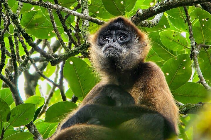Monteverde Cloud Forest Small-Group Guided Hike — Mist, Birds & Epiphytes