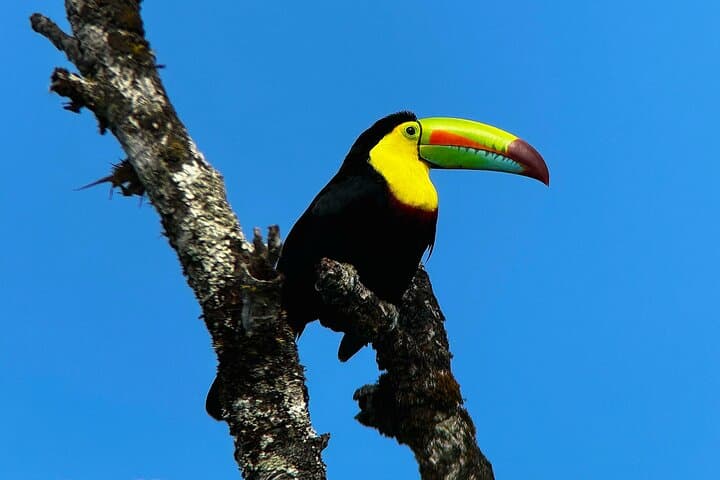 Curi-Cancha Cloud Forest Guided Walk — Monteverde Birding & Wildlife Tour