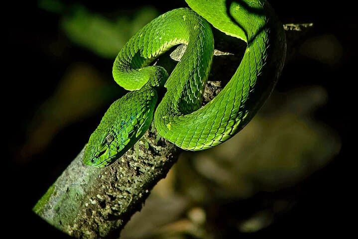Monteverde Night Forest Walk: See Nocturnal Wildlife on a Guided Night Tour photo 3