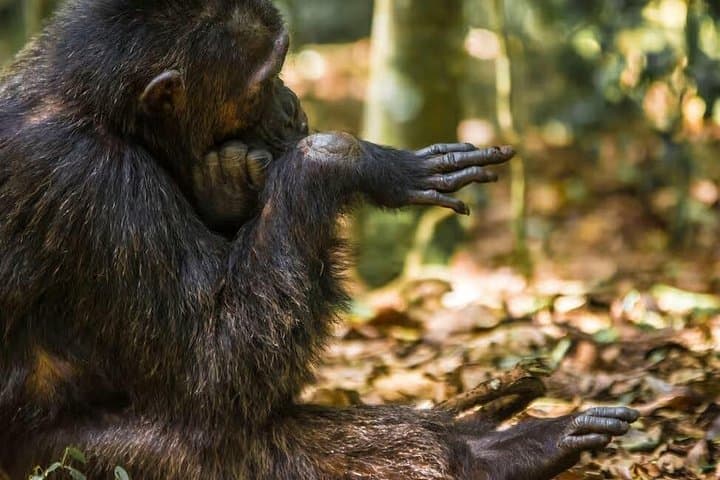 Ngamba Island Chimpanzee Sanctuary Day Tour — Lake Victoria Wildlife Encounter