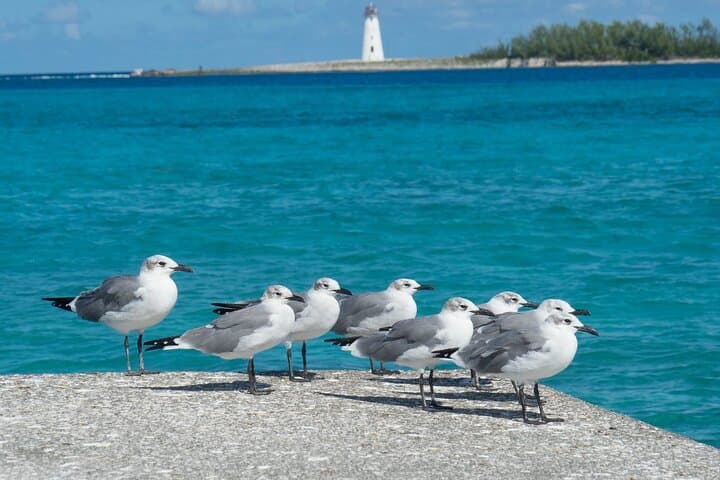 Explore Barbados by 4WD: A Week-Long Island Adventure from Accra Beach Hotel photo 2