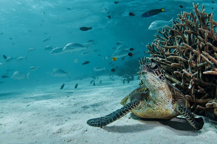 5-Night Ningaloo Reef Escape aboard Shore Thing from Coral Bay photo 2