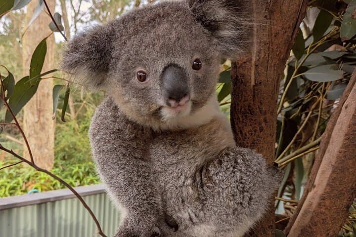 Koala and Kangaroo Day Trip: Waterfalls, Wildlife & Scenic Train from Sydney photo 2