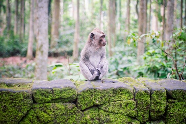 Self-Guided Bali Highlights: Canggu to Ubud, Uluwatu & East Bali photo 3