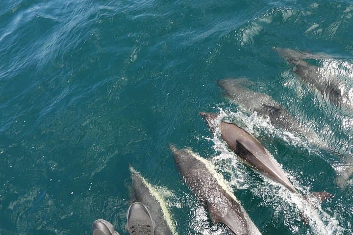 Dolphin Watching Tour from Jerez to Gibraltar — Strait of Gibraltar Wildlife Cruise photo 1