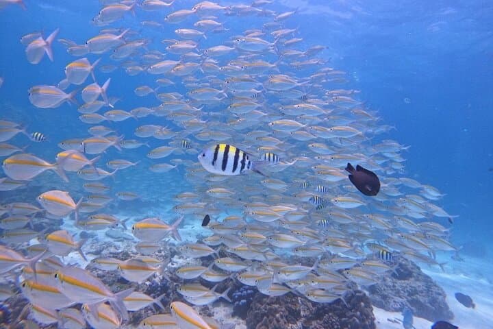 Racha & Coral Island Day Trip — Phuket Scuba Diving and Snorkeling Adventure photo 2