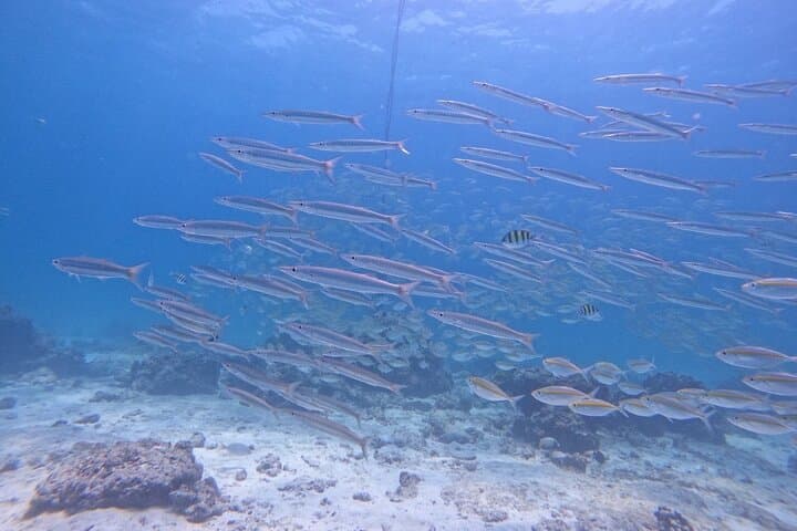 Racha & Coral Island Day Trip — Phuket Scuba Diving and Snorkeling Adventure photo 4