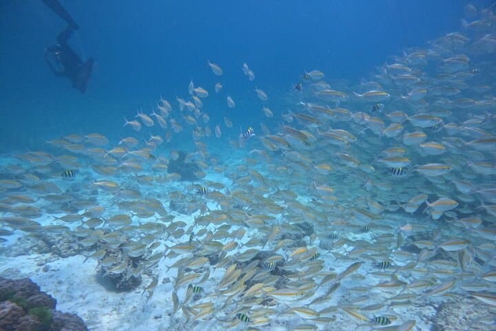 Racha & Coral Island Day Trip — Phuket Scuba Diving and Snorkeling Adventure photo 5