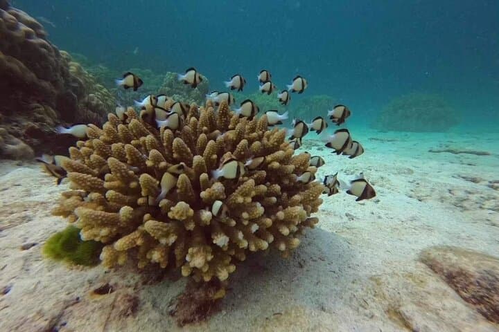 Racha & Coral Island Day Trip — Phuket Scuba Diving and Snorkeling Adventure photo 6