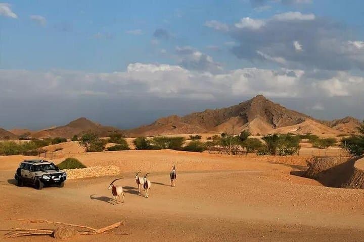 Discover Al Ain Forts and Oasis from Dubai — Full-Day Cultural Tour photo 1