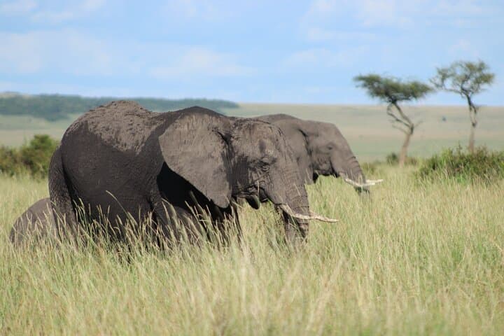 4-Day Luxury Safari: Nairobi to Masai Mara & Lake Nakuru photo 3