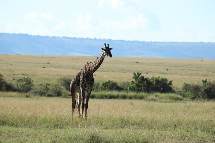 4-Day Luxury Safari: Nairobi to Masai Mara & Lake Nakuru photo 2