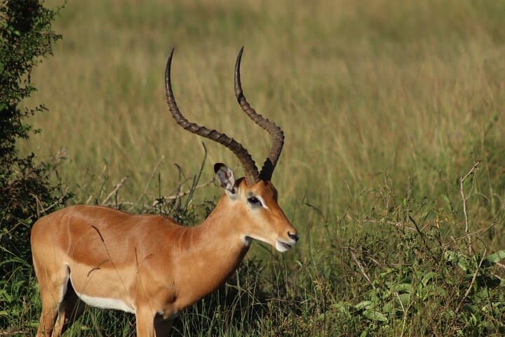 4-Day Luxury Safari: Nairobi to Masai Mara & Lake Nakuru photo 4